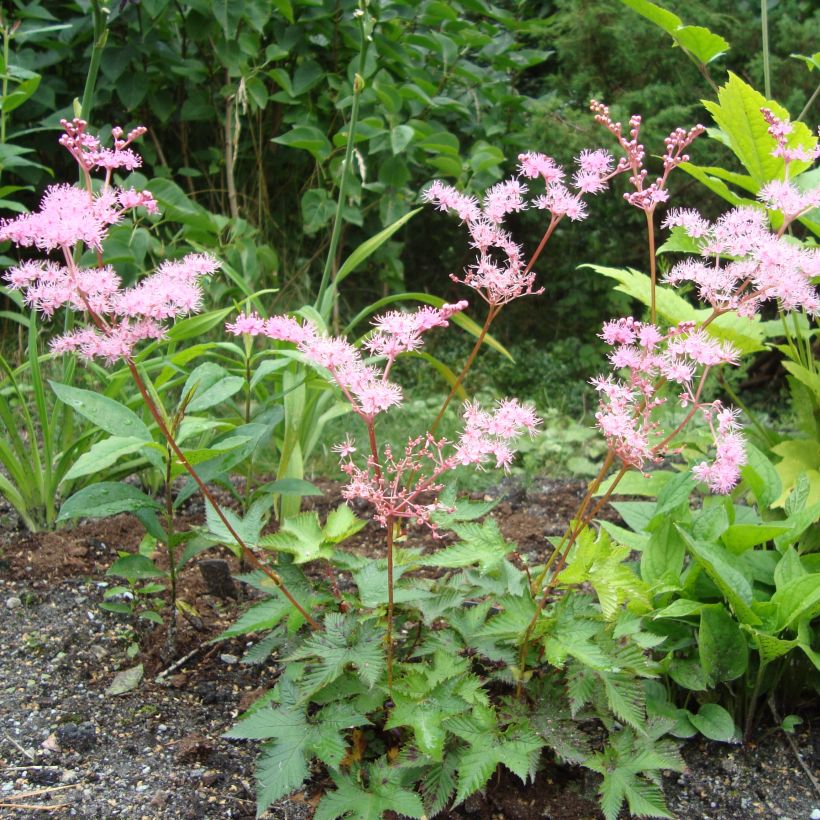 Filipendula multijuga (Porto)