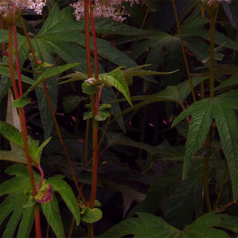 Filipendula palmata (Fogliame)