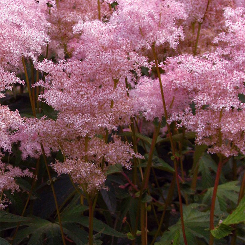 Filipendula palmata (Fioritura)