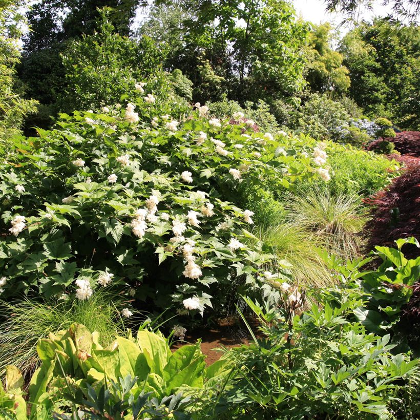 Filipendula palmata (Porto)