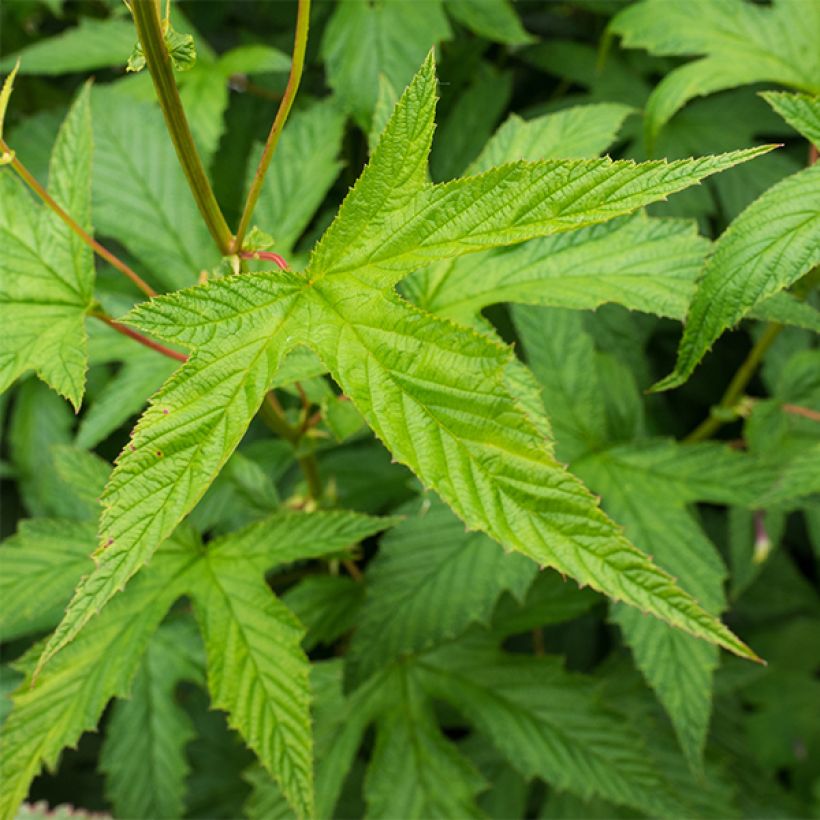 Filipendula purpurea Alba (Fogliame)