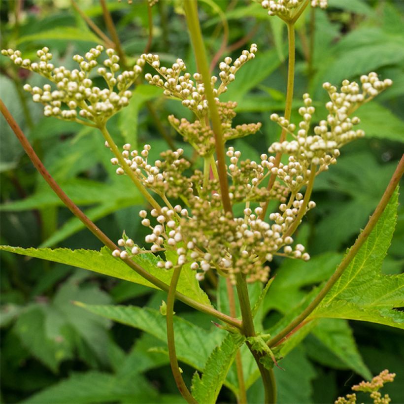 Filipendula purpurea Alba (Fioritura)