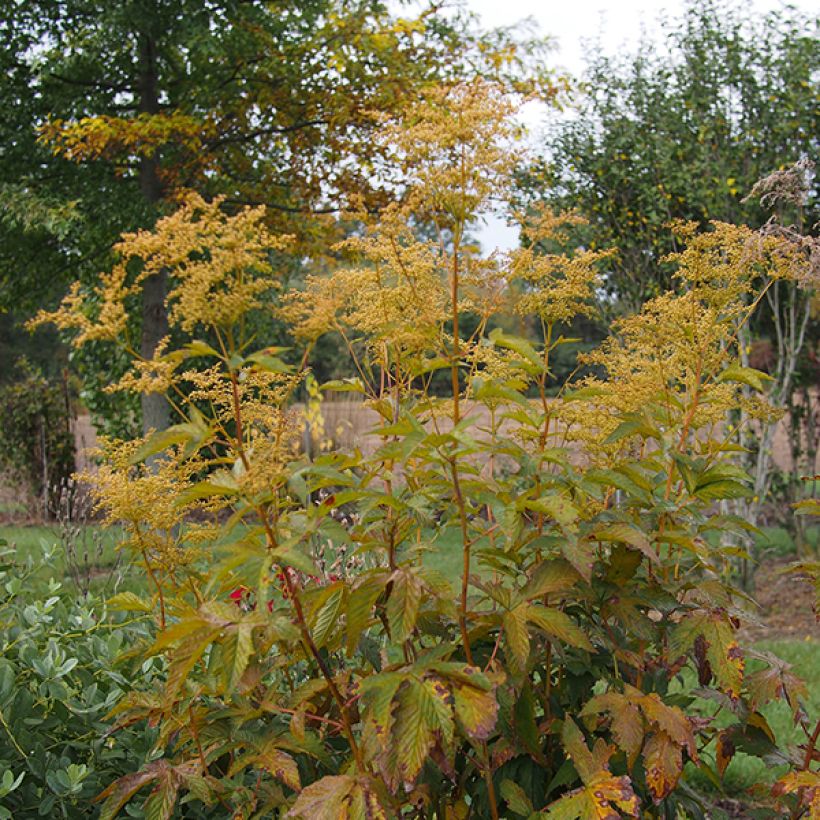 Filipendula purpurea Alba (Porto)