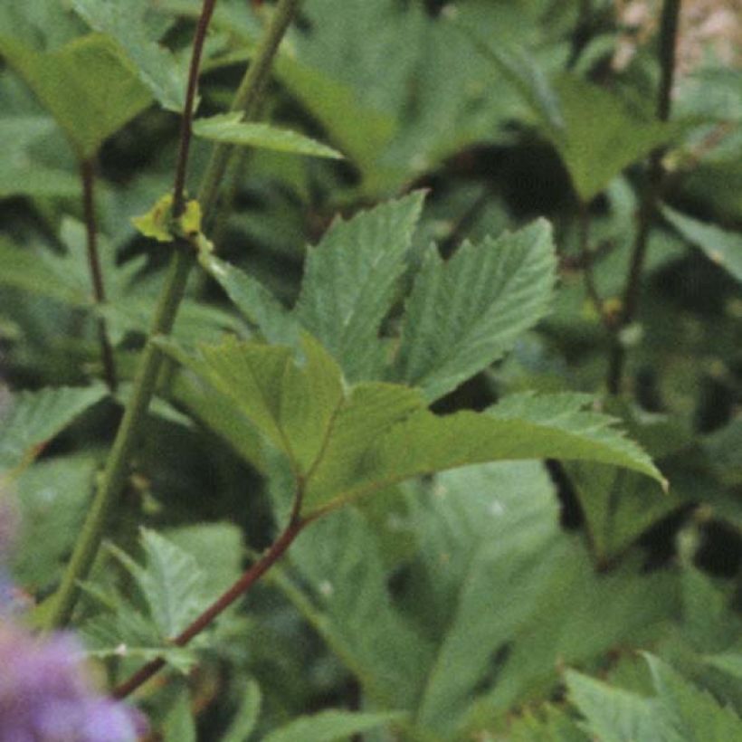 Filipendula purpurea Elegans (Fogliame)