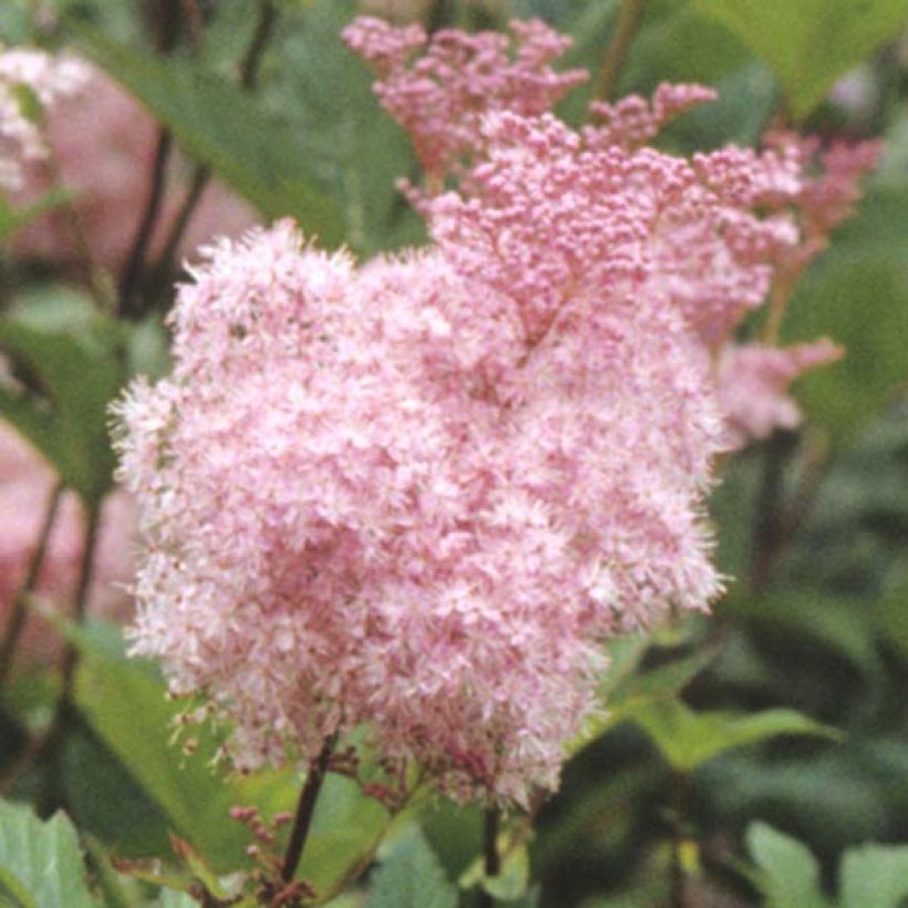 Filipendula purpurea Elegans (Fioritura)