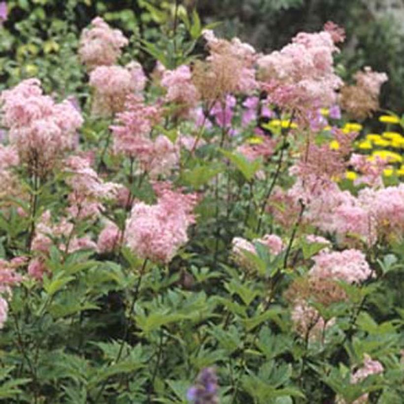 Filipendula purpurea Elegans (Porto)