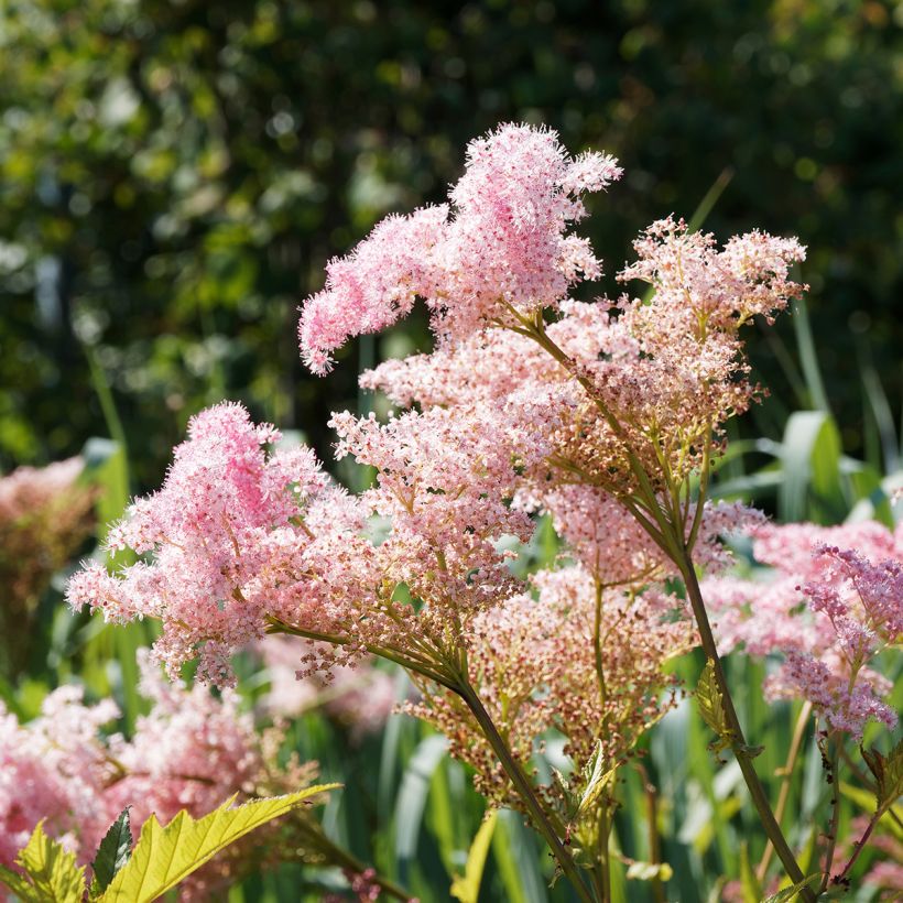 Filipendula rubra Venusta (Fioritura)