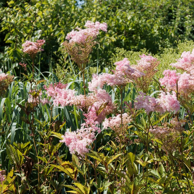 Filipendula rubra Venusta (Porto)