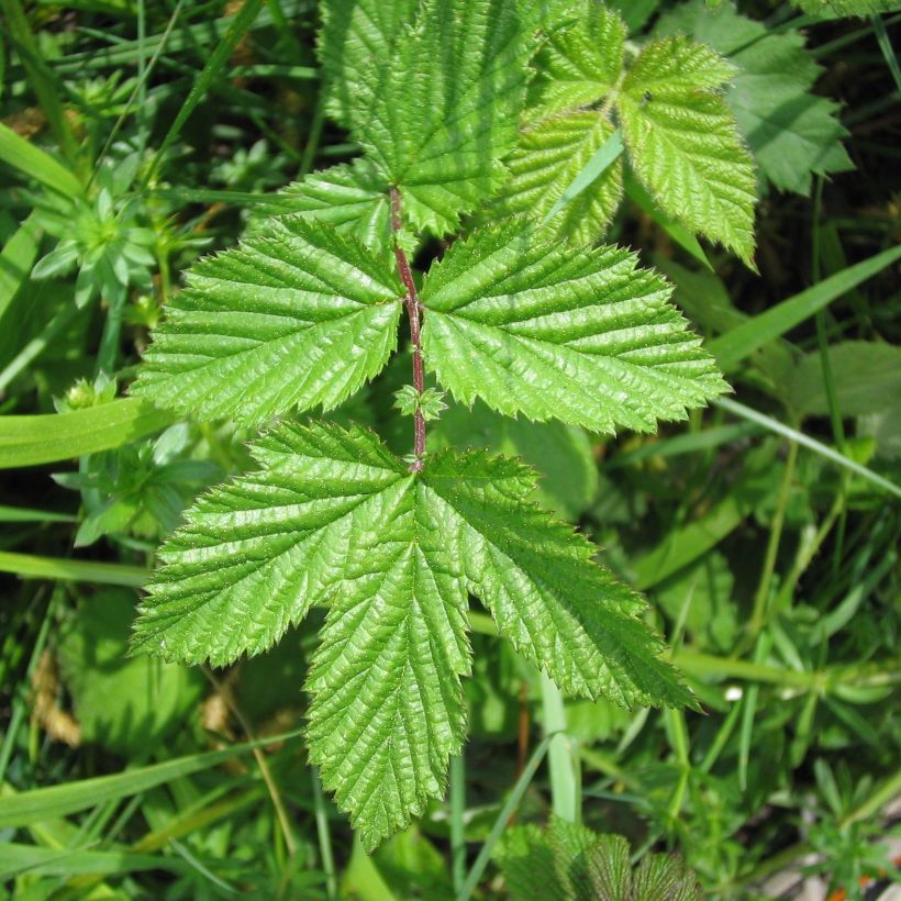 Filipendula ulmaria - Olmaria comune (Fogliame)