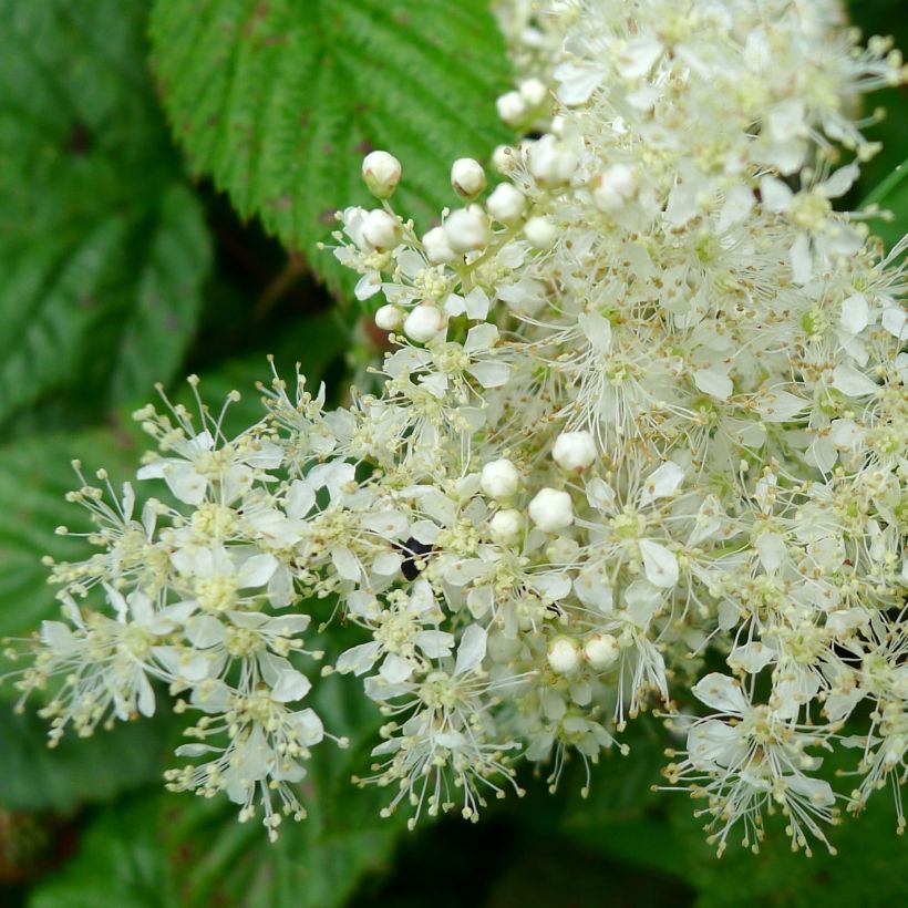 Filipendula ulmaria - Olmaria comune (Fioritura)