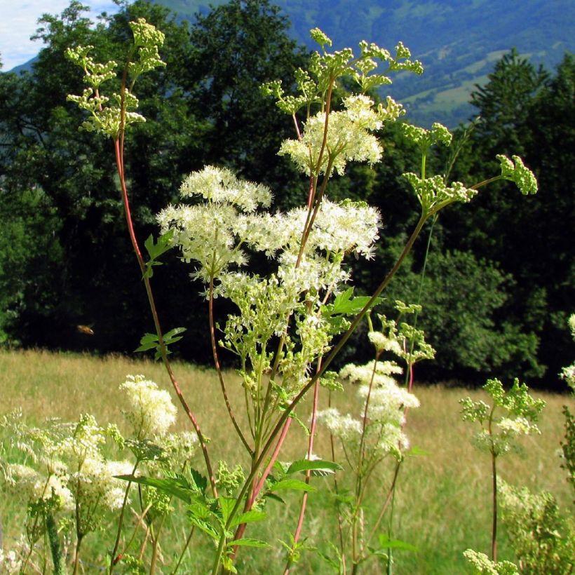 Filipendula ulmaria - Olmaria comune (Porto)