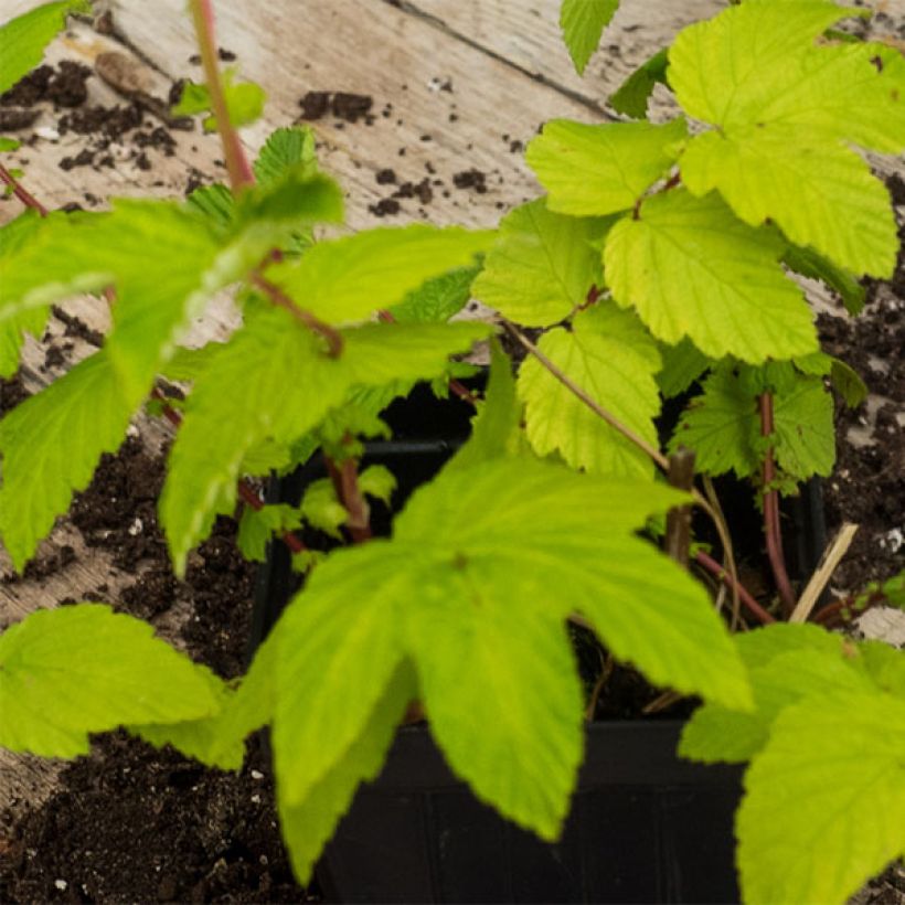 Filipendula ulmaria Aurea (Fogliame)