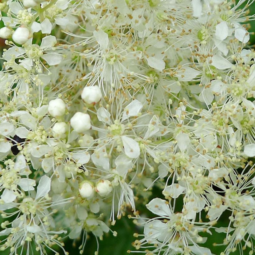 Filipendula ulmaria Aurea (Fioritura)