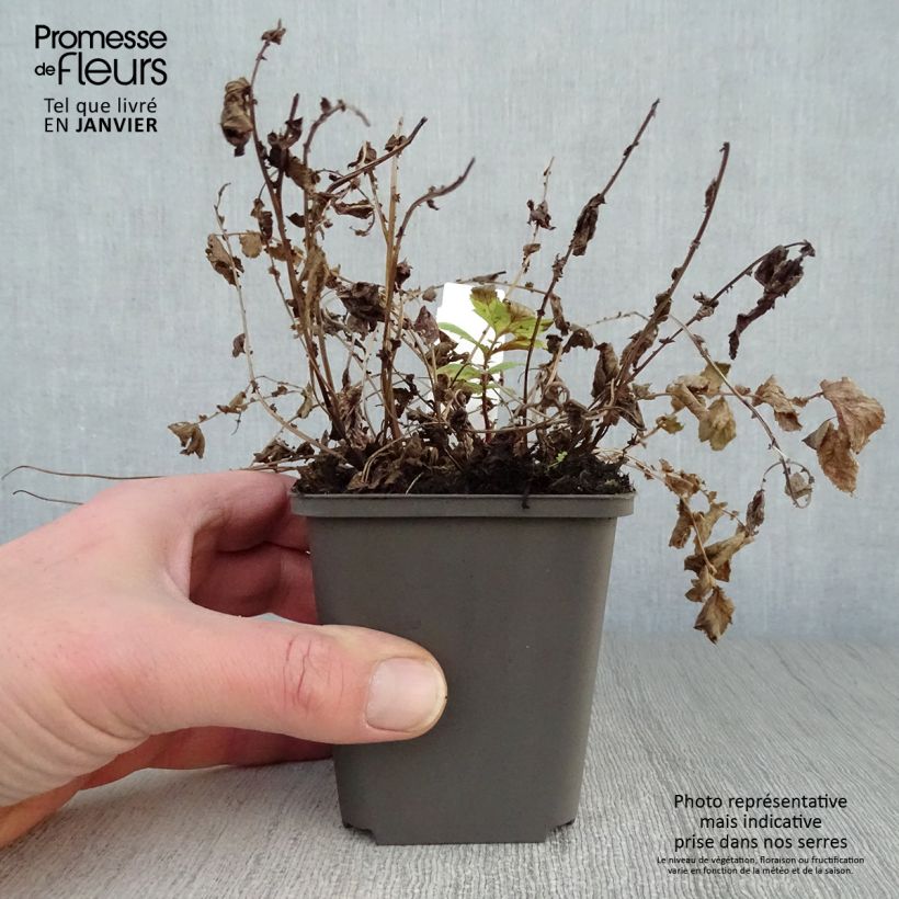 Filipendula ulmaria Aurea - Reine des Prés Godet de 9cm esemplare consegnato in inverno