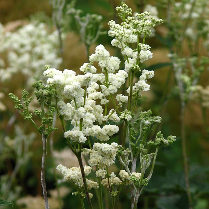 Filipendula ulmaria Plena (Fioritura)