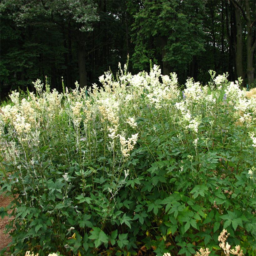 Filipendula ulmaria Plena (Porto)