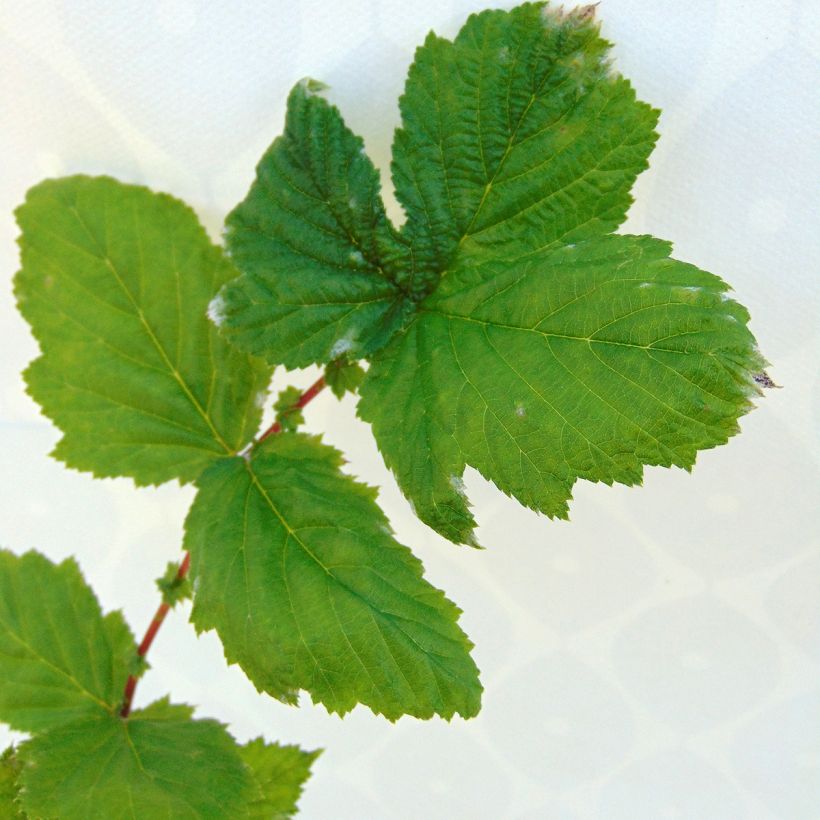 Filipendula ulmaria Plena (Fogliame)