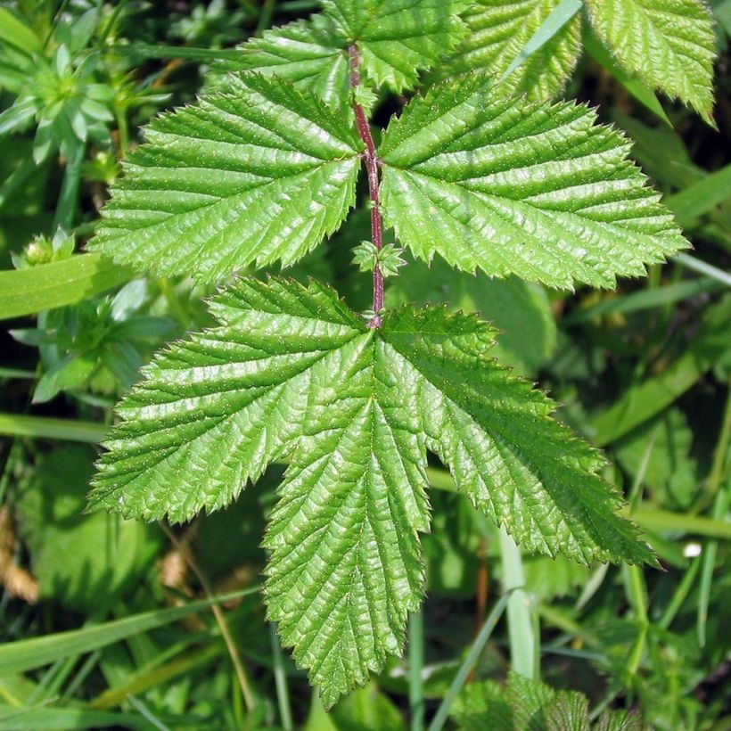 Filipendula ulmaria Rosea (Fogliame)