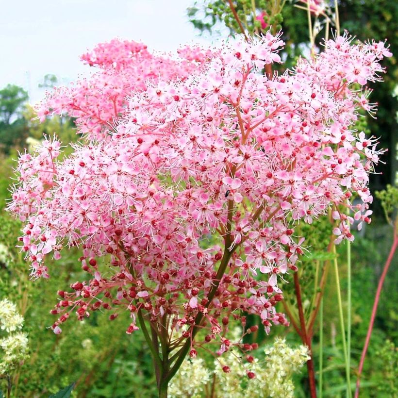 Filipendula ulmaria Rosea (Fioritura)