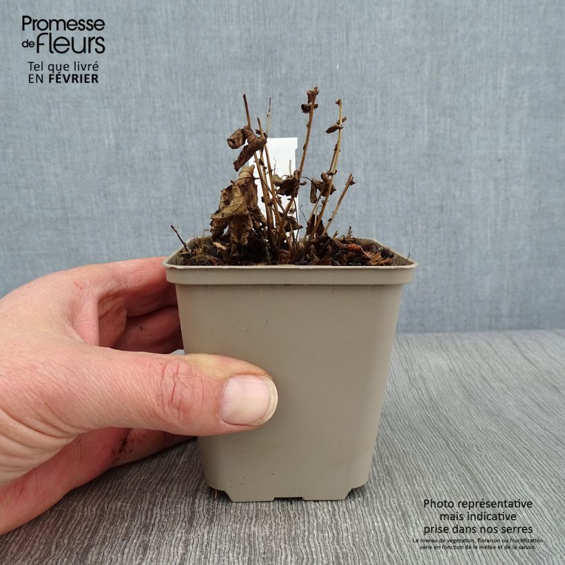 Filipendula ulmaria Rosea - Reine des Prés Godet de 9cm esemplare consegnato in inverno