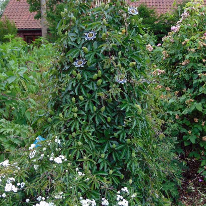 Passiflora caerulea (semi) (Porto)