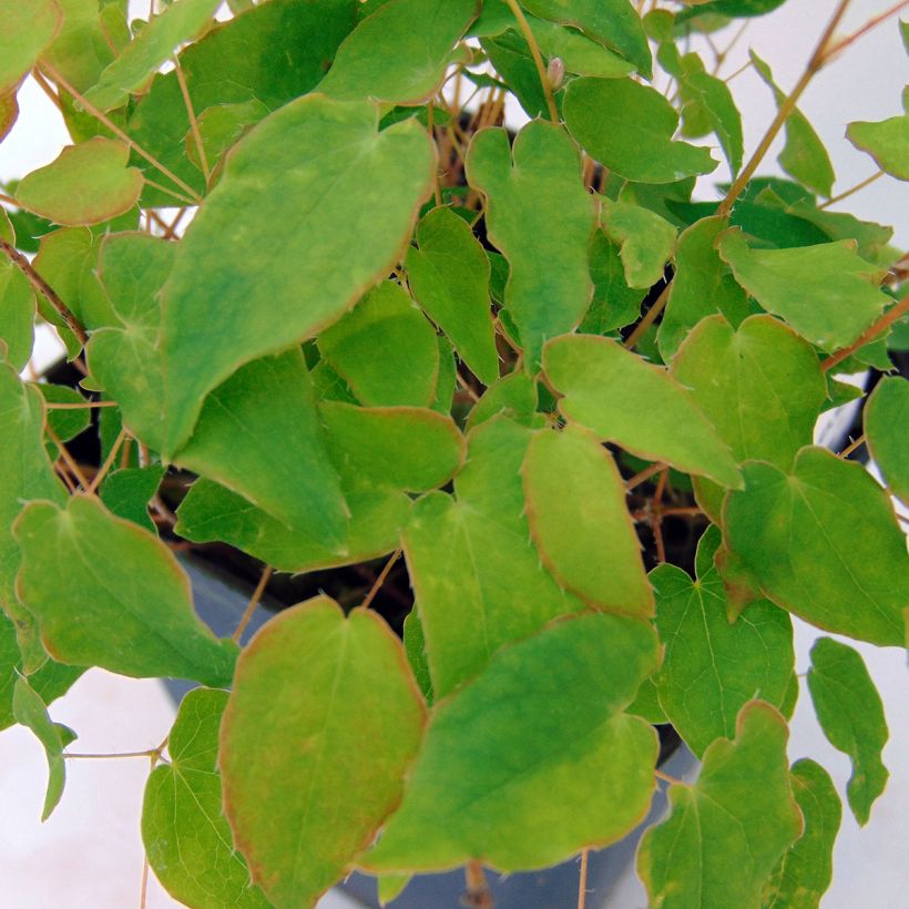 Epimedium grandiflorum Akebono (Fogliame)