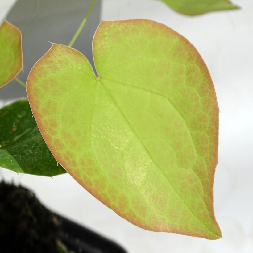 Epimedium pubigerum Orangekönigin (Fogliame)