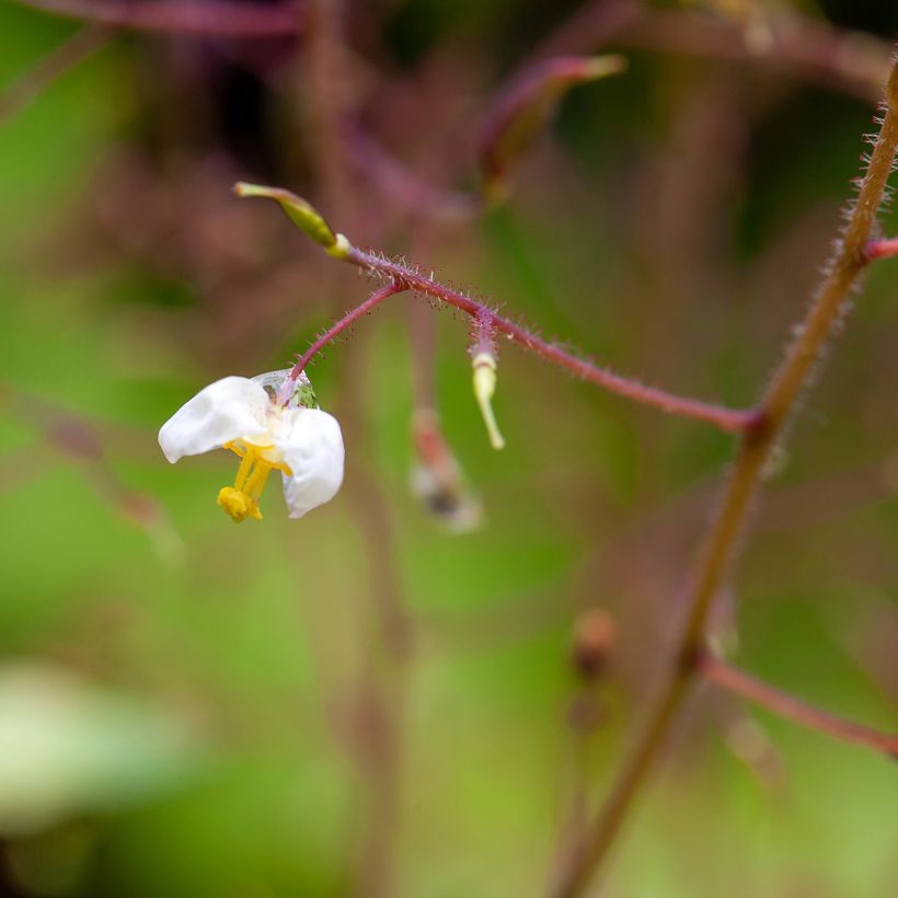 Epimedium pubigerum (Fioritura)