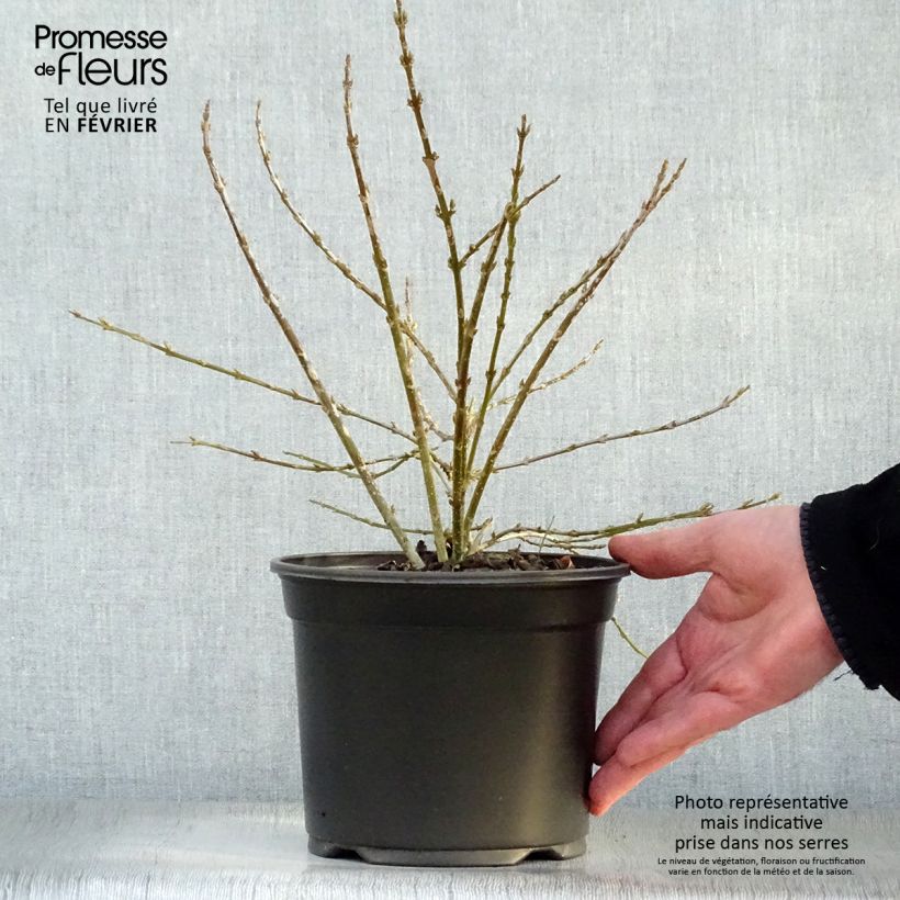 Forsythia Mêlée d'Or - Mimosa de Paris Pot de 3L/4L esemplare consegnato in inverno