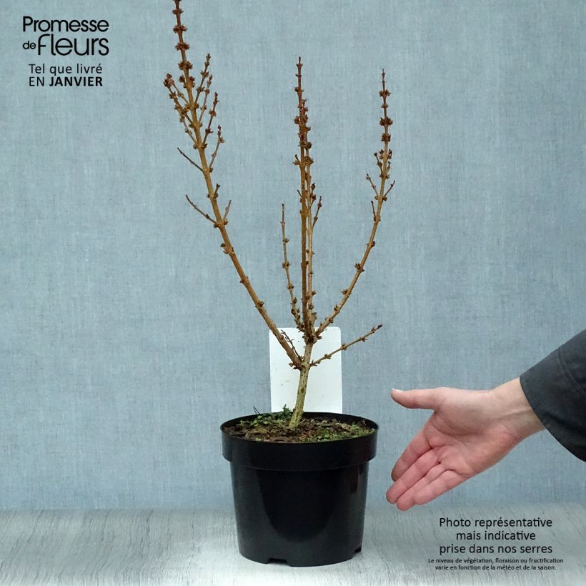 Forsythia Mikador - Mimosa de Paris Pot de 2L/3L esemplare consegnato in inverno