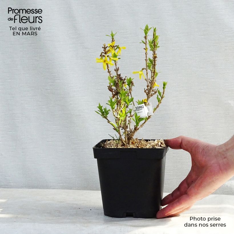 Forsythia Nimbus - Mimosa de Paris nain en pot de 2/3 l esemplare consegnato in inverno