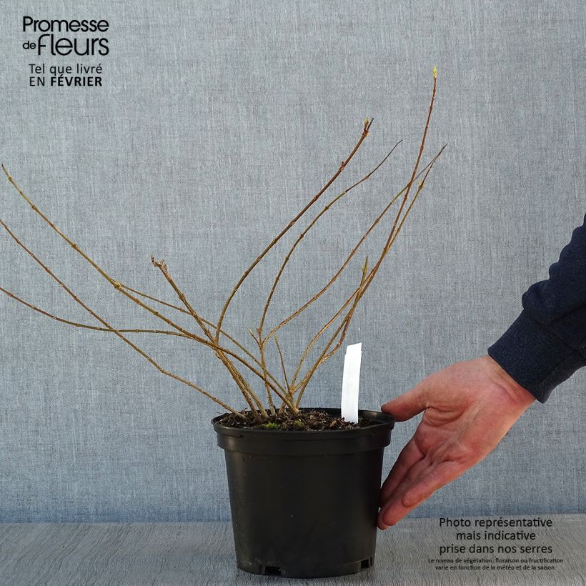 Forsythia intermedia Golden Times - Mimosa de Paris Pot de 3L/4L esemplare consegnato in inverno