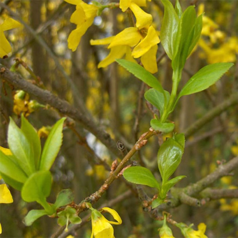 Forsizia Spectabilis (Fogliame)