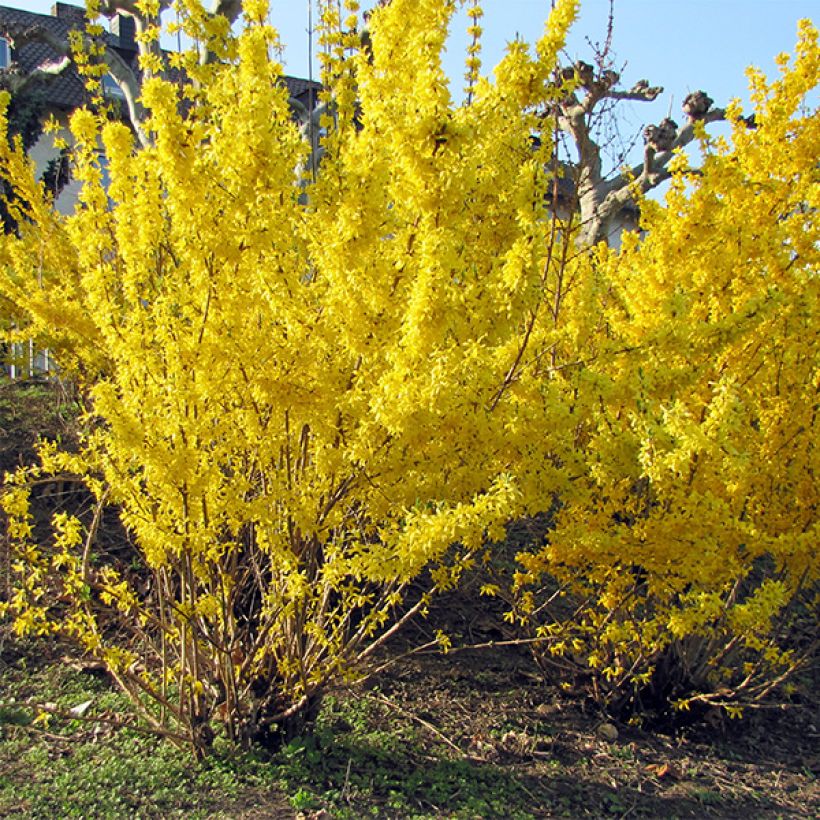 Forsizia Spectabilis (Porto)