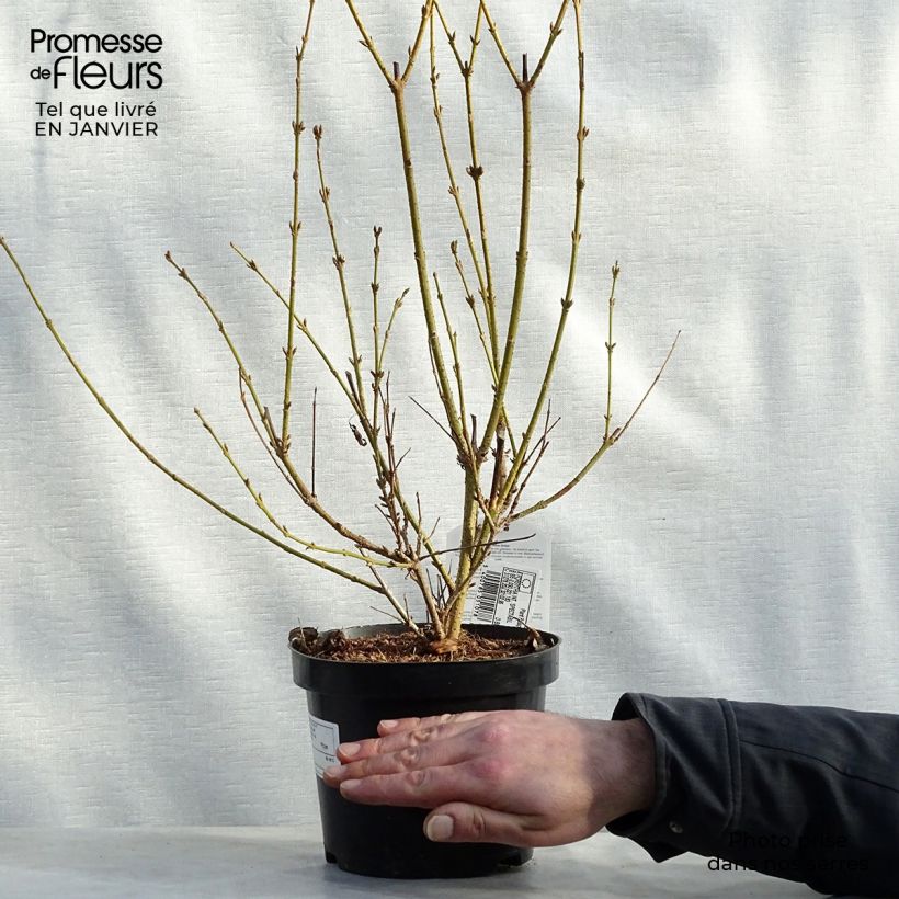 Forsythia intermedia Spectabilis en pot de 2L/3L - Mimosa de Paris esemplare consegnato in inverno