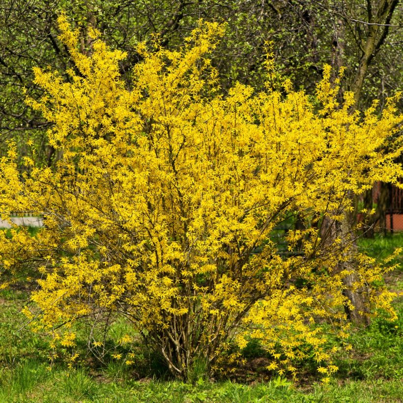 Forsythia intermedia - Forsizia (Porto)