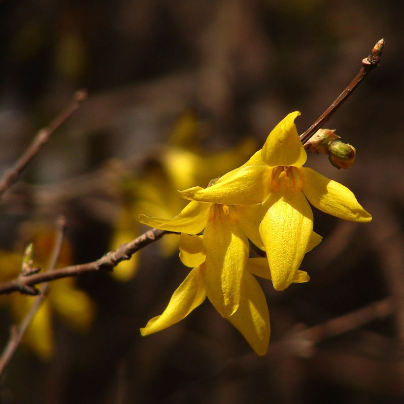 Forsythia koreana Kumsun (Fioritura)