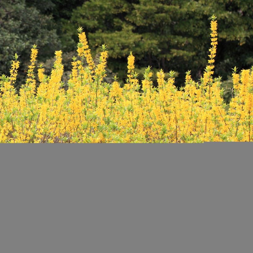 Forsythia viridissima Citrus Swizzle (Porto)