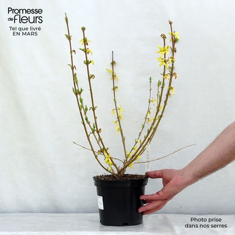 Forsythia x intermedia Gold Rausch - Mimosa de Paris Pot de 2L/3L esemplare consegnato in inverno