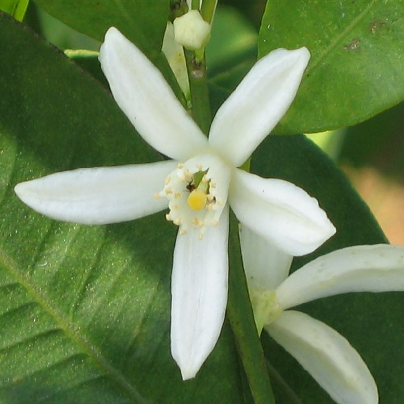 Fortunella margarita - Kumquat ovale (Fioritura)