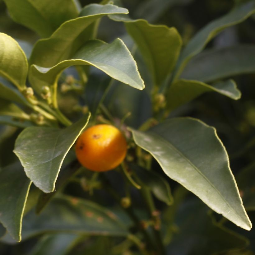 Fortunella margarita - Kumquat ovale (Fogliame)