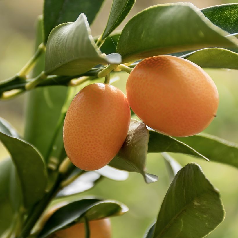 Fortunella margarita - Kumquat ovale (Raccolta)