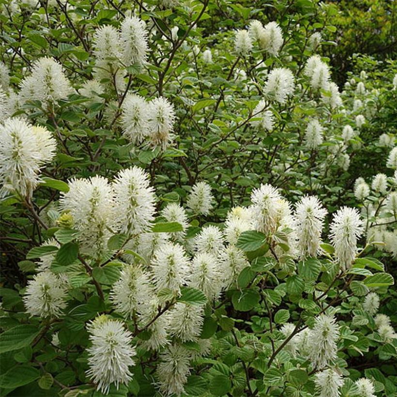 Fothergilla gardenii (Porto)