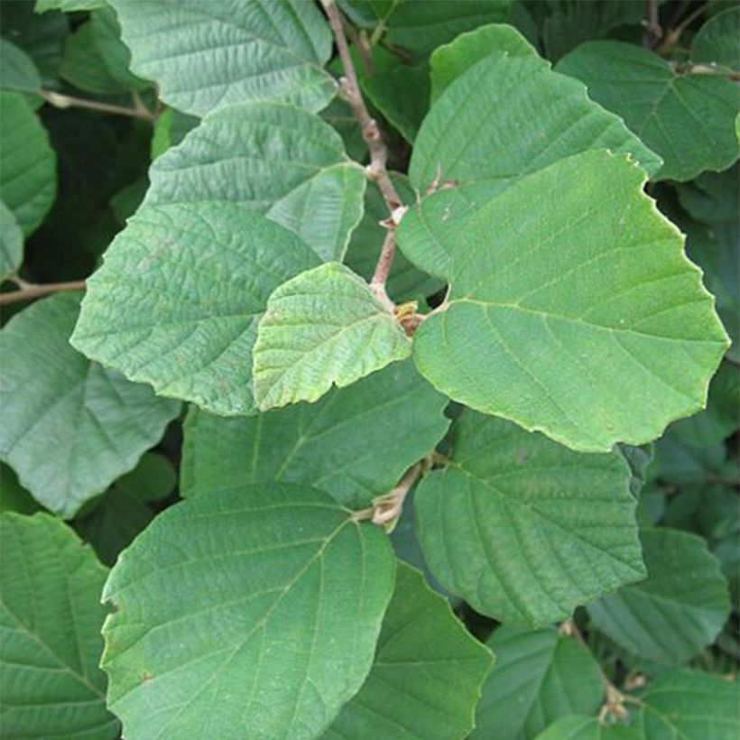 Fothergilla gardenii (Fogliame)