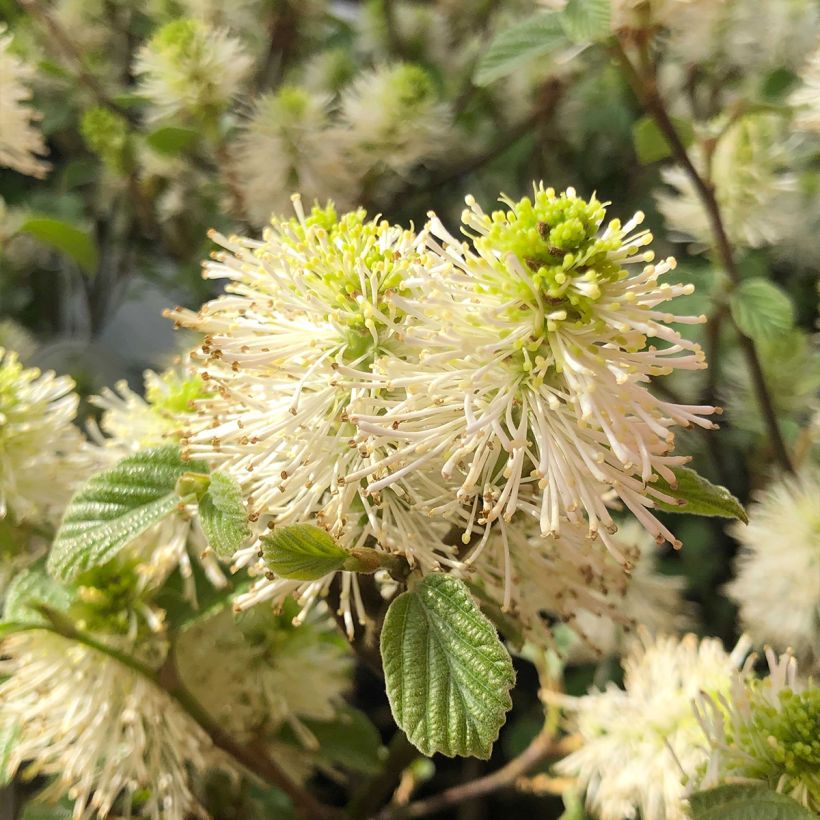 Fothergilla gardenii (Fioritura)