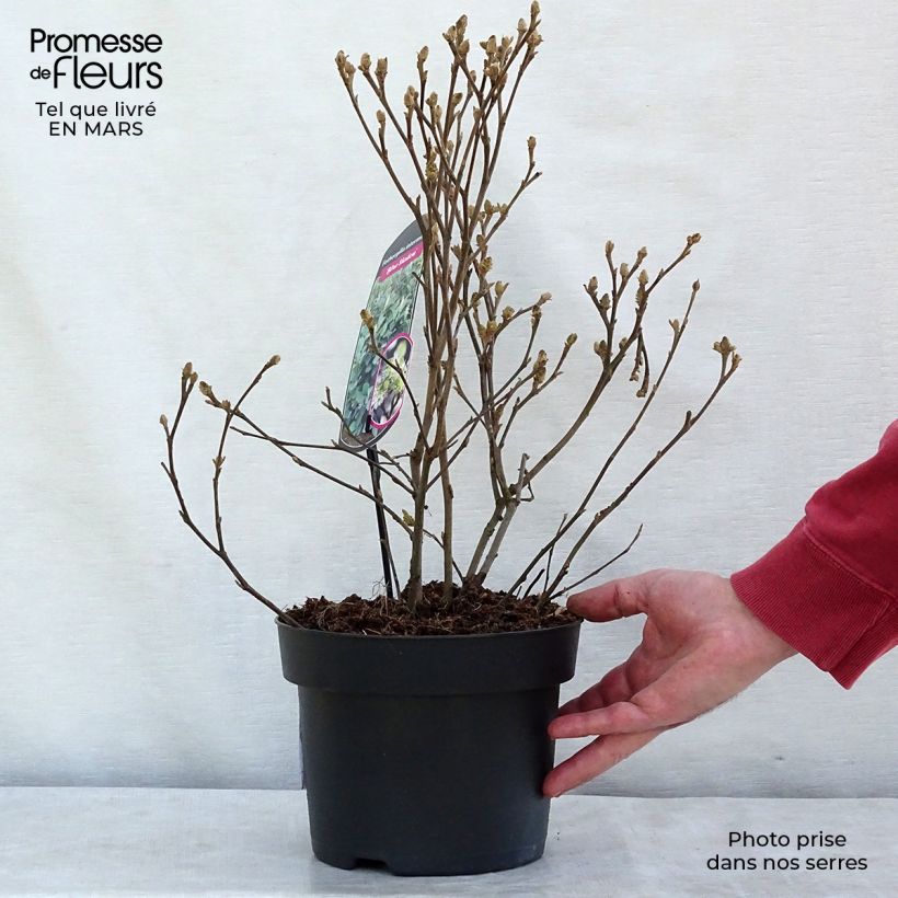 Fothergilla intermedia Blue Shadow Pot de 3L/4L esemplare consegnato in inverno