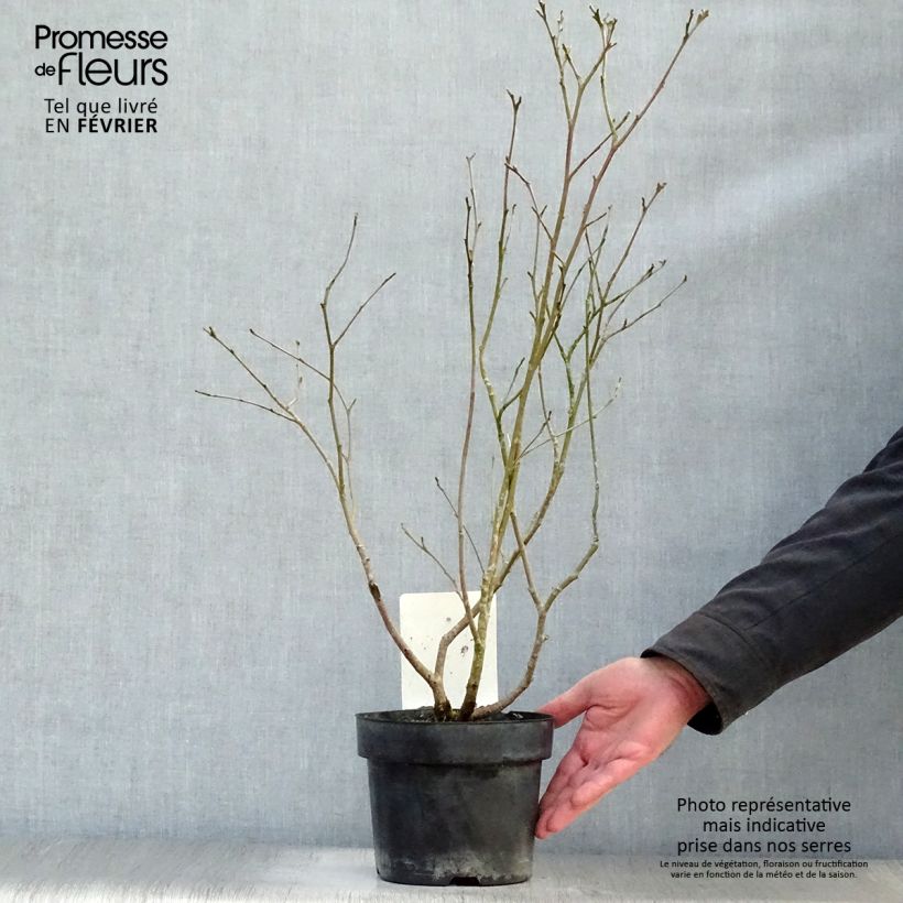 Fothergilla major - Grand Fothergilla Pot de 3L/4L esemplare consegnato in inverno