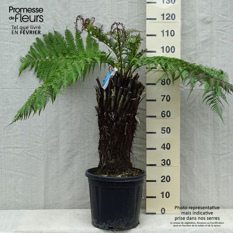 Fougère arborescente - Dicksonia antarctica, tronc de 40/50 cm esemplare consegnato in inverno