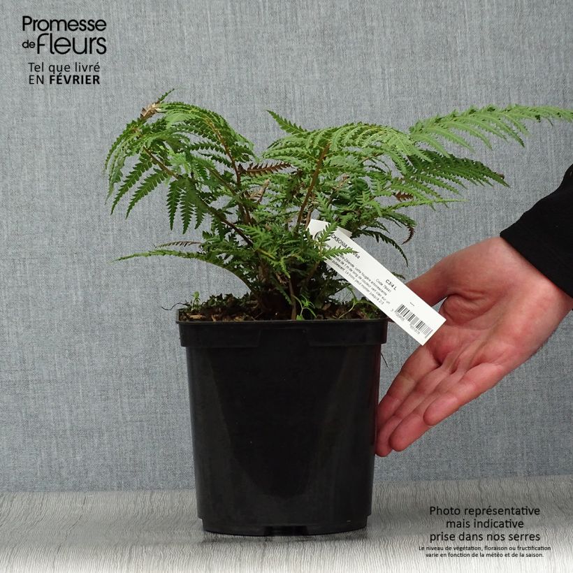 Fougère arborescente - Dicksonia fibrosa Pot de 3L/4L esemplare consegnato in inverno