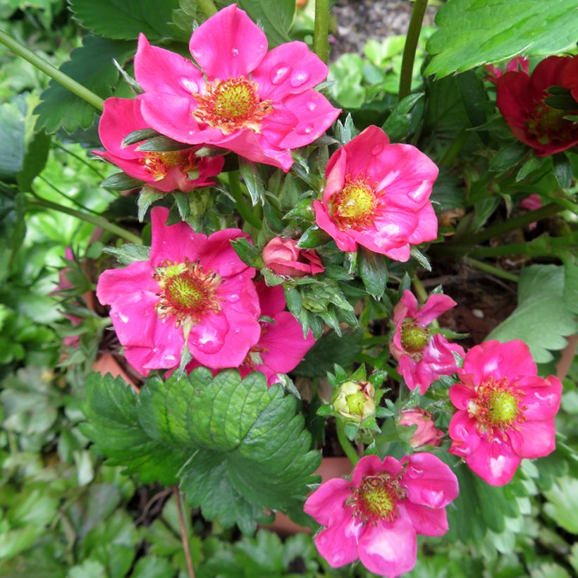 Fragola Strawberry Ice (Fioritura)